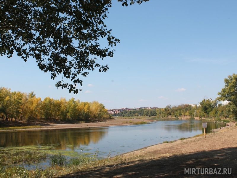 Деревья оренбургской области фото