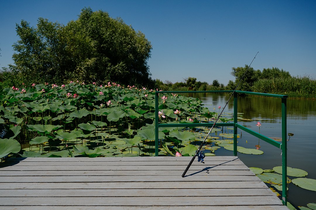 Золотой лотос, Астраханская область: фото 2