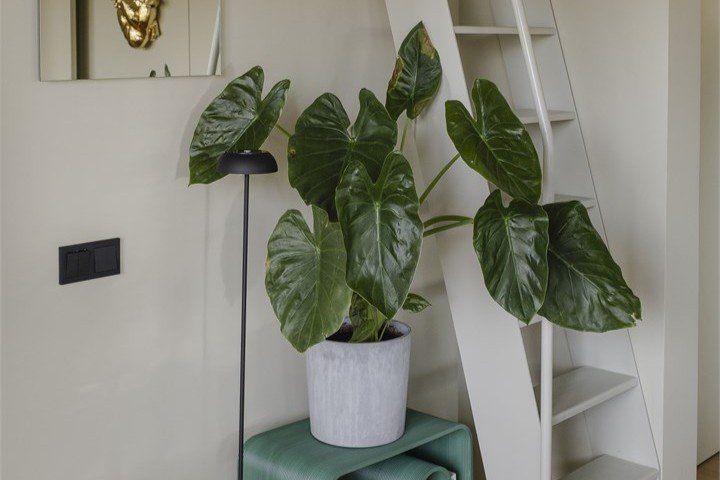 Дом Полынь 4-местный