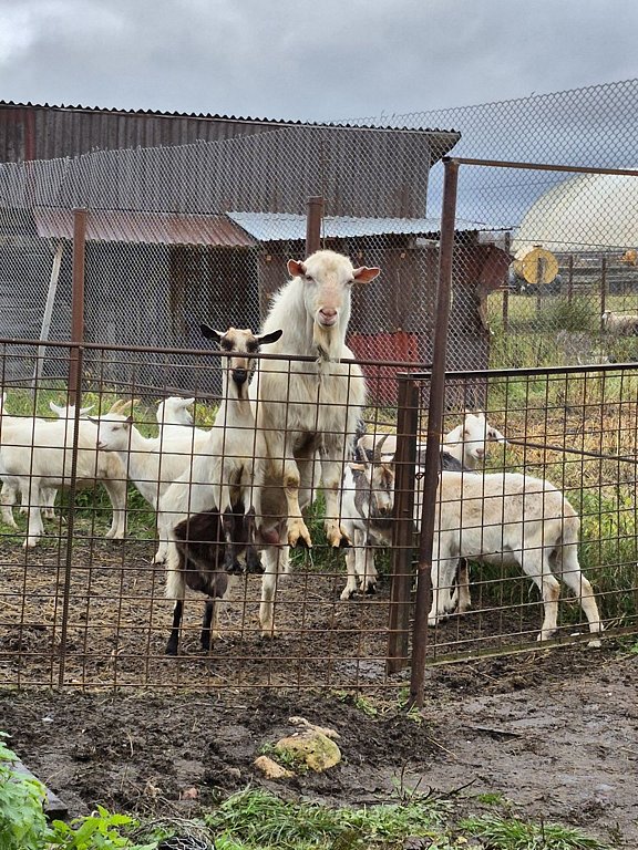 Фото из отзыва от 11.10.2025