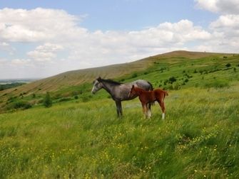 Прогулка на лошадях