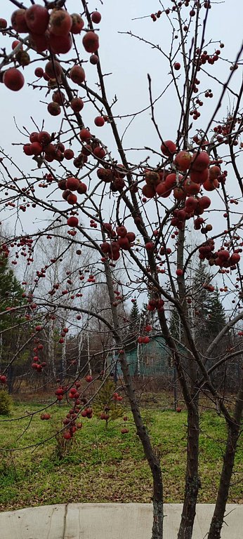 Фото из отзыва от 24.10.2025