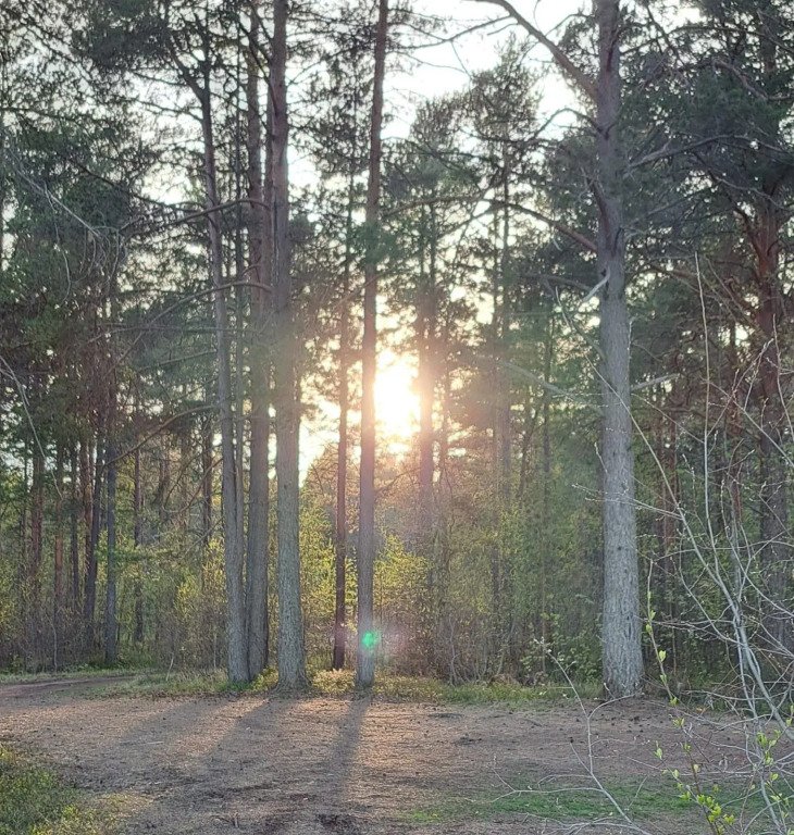 Солнце Карелии, Республика Карелия: фото 5