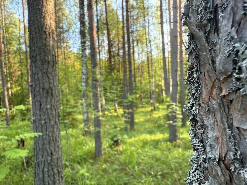 Частный дом в Республике Карелия