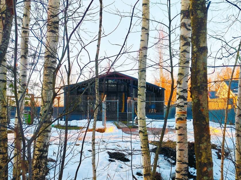 Рядом Лес , Ленинградская область: фото 5