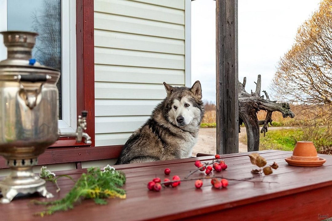Сепян коди, Республика Карелия: фото 5