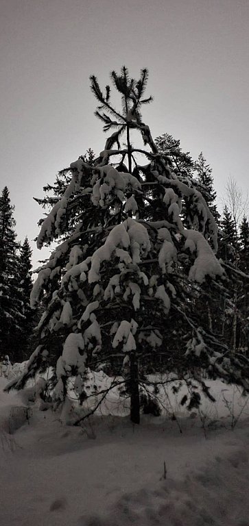 Фото из отзыва от 11.01.2026