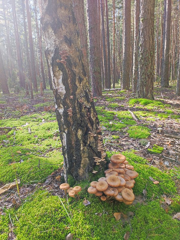 База отдыха Шелангуш