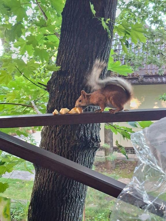 Фото из отзыва от 26.06.2026