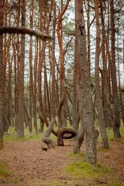 Хан Шатыр, Калининградская область: фото 5