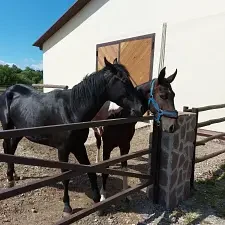Верховая езда / Конные прогулки — Глэмпинг «Domingo Dacha A-Frame», Серпухов