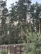 В лесу — База отдыха «Тихая гавань», Бузулукский