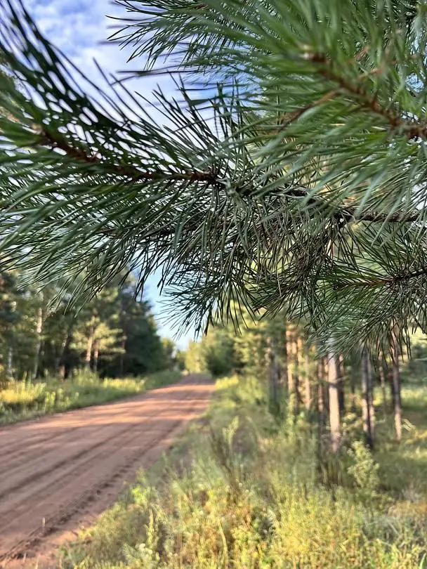 В лесу — База отдыха «Тихая гавань», Бузулукский