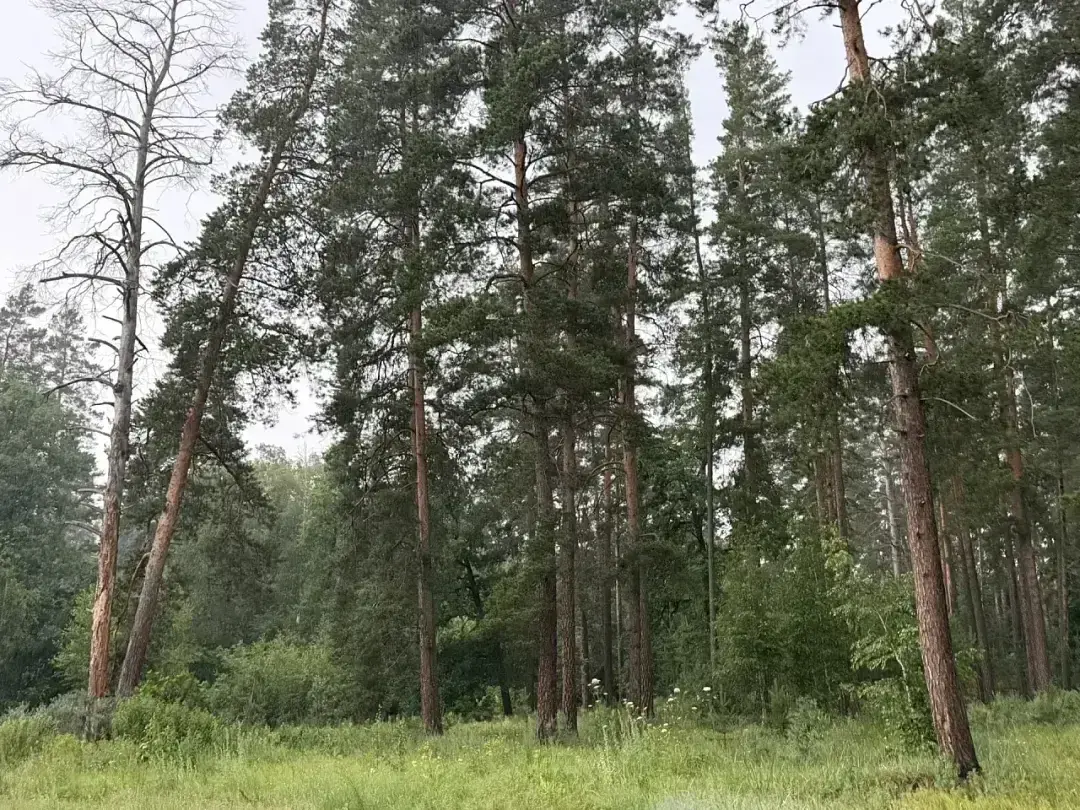 В лесу — База отдыха «Тихая гавань», Бузулукский