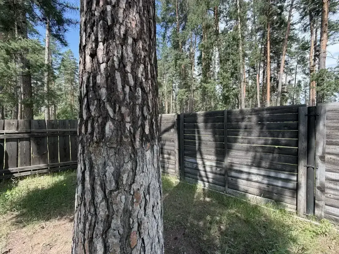 В лесу — База отдыха «Тихая гавань», Бузулукский