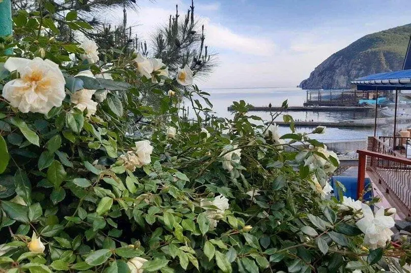 Территория | Cat (Партенит), Крым