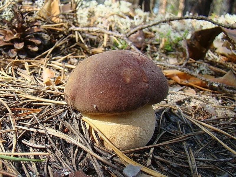 Грибы целиком. Грибы дорожки. Грибы дорожки фото. Природа Свердловской области грибы неизвестные. Гриб у дорожкекартинка.