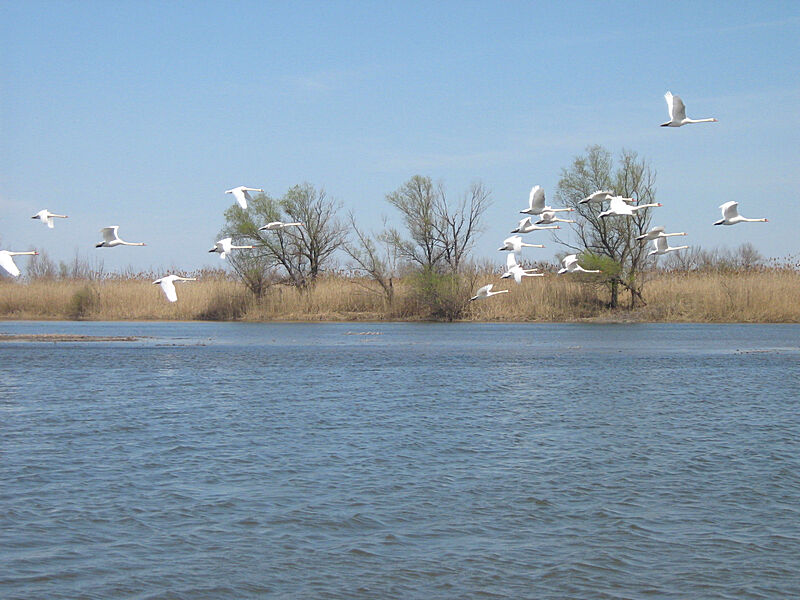 Река Волга | Зеленга, Астраханская область