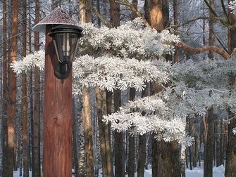Зимний лес | Мышкино подворье, Ярославская область