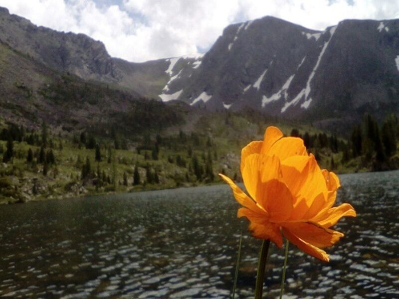 База манжерок горный алтай фото