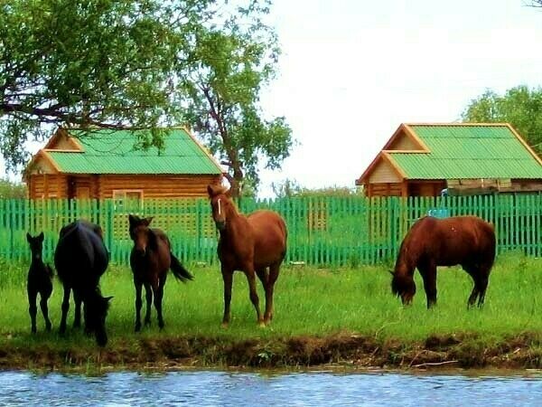 Конные прогулки | Заповедник, Астраханская область