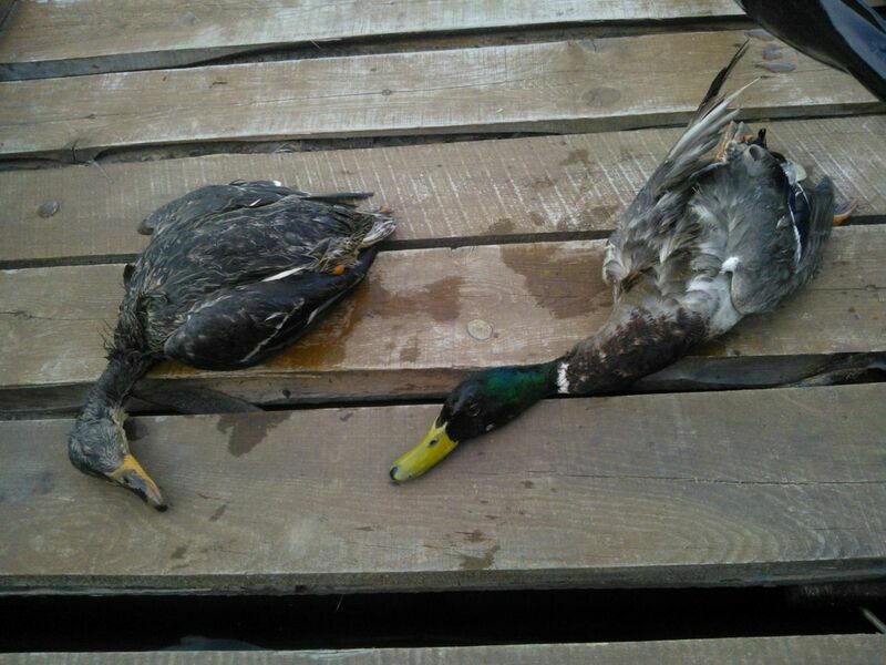 Охота на дичь