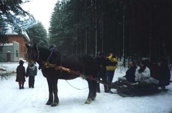 Катание на лошадях | Лесное озеро, Псковская область