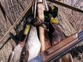 Охота на уток