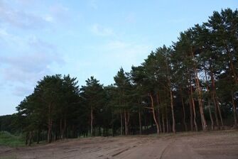Расположение среди хвойного леса | Чистый лог, Алтайский край