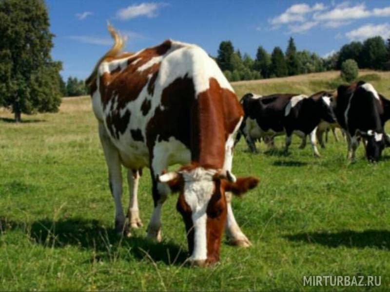 На пастбище