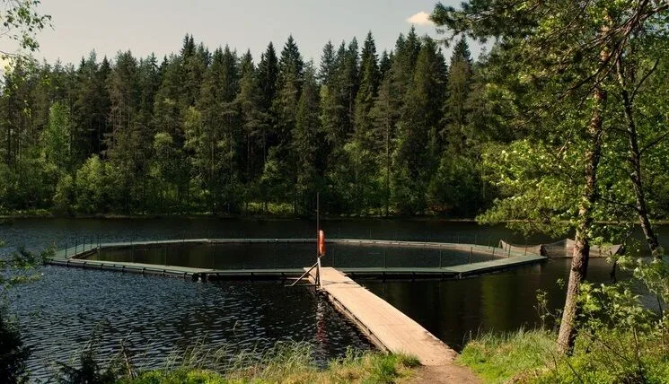 Замечательная природа | Сторожевая корова, Ленинградская область