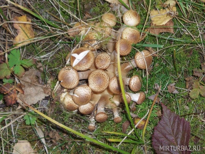За грибами | Кырсай, Горный Алтай (Республика Алтай)