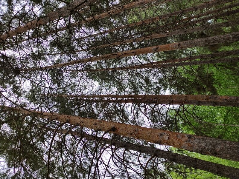 Фото 6 из отзыва о загородном клубе Загородный парк-отель Осинки
