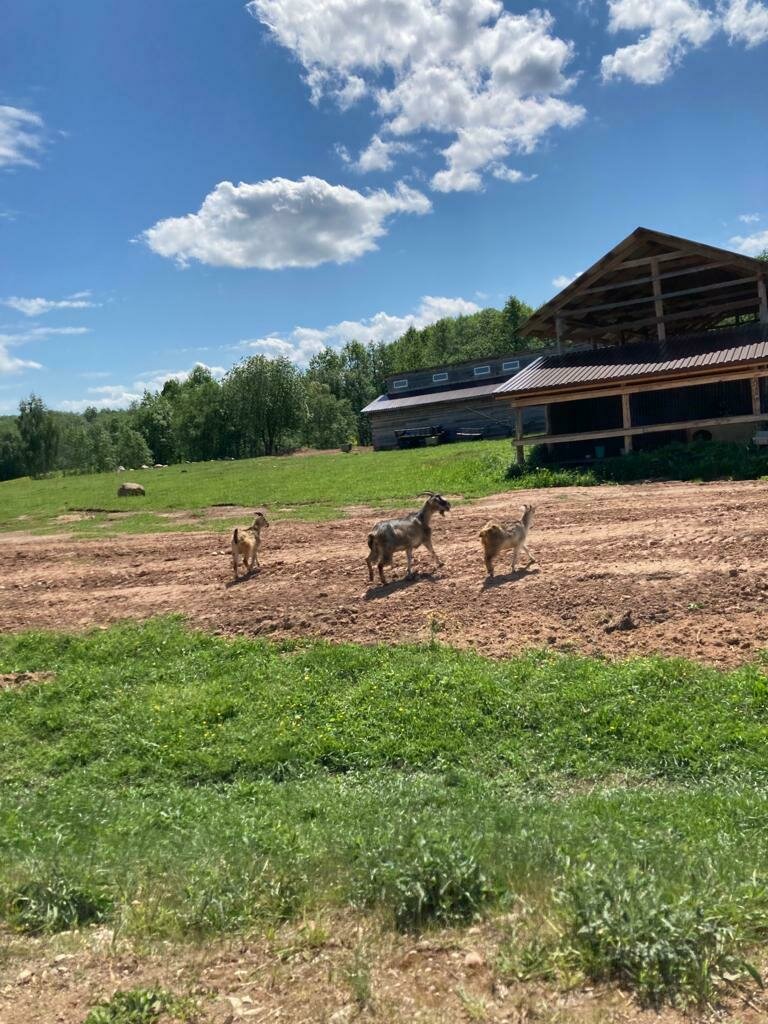 Фото 5 из отзыва об эко-комплексе База отдыха и экоферма Старый Сиг