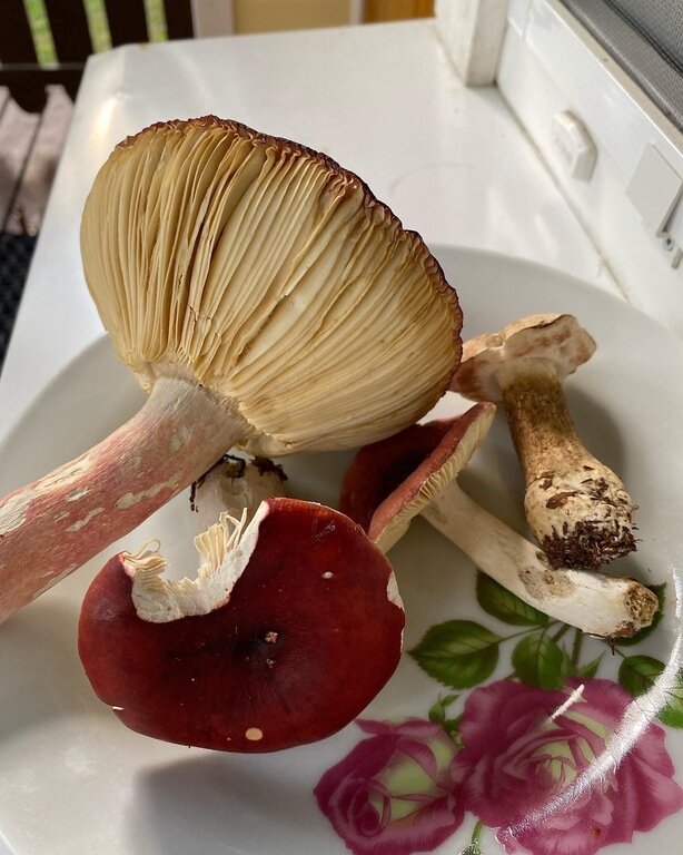 Фото из отзыва от 12.07.2022