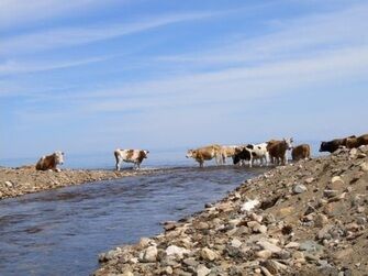 Коровы на водопое | Имение Заречное, Иркутская область