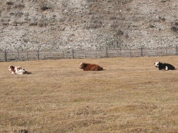 Коровы на агроферме | Имение Заречное, Иркутская область
