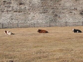 Коровы на агроферме | Имение Заречное, Иркутская область