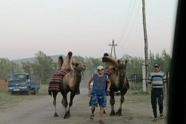 Катание на верблюдах | Мираж, Республика Хакасия