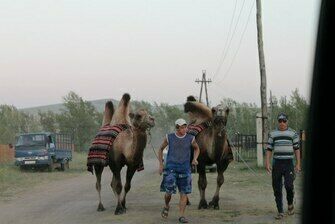 Катание на верблюдах