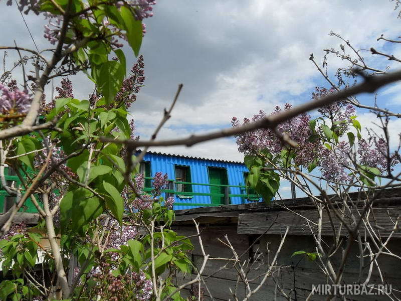 В цветах сирени | Дача на озере Шира, Республика Хакасия