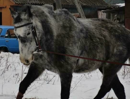 Лошадка | Ивановское конное подворье, Ивановская область