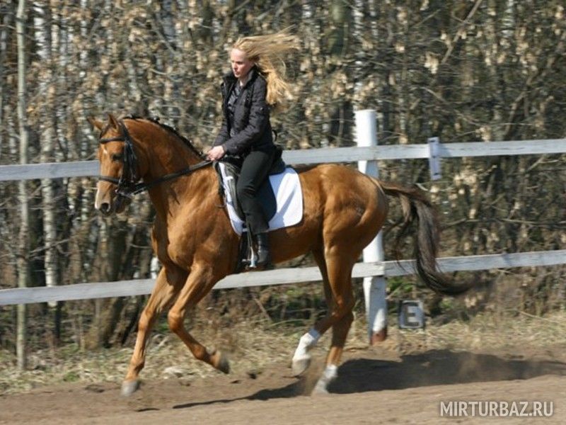 Конная прогулка