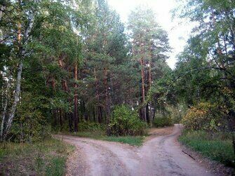 Лес