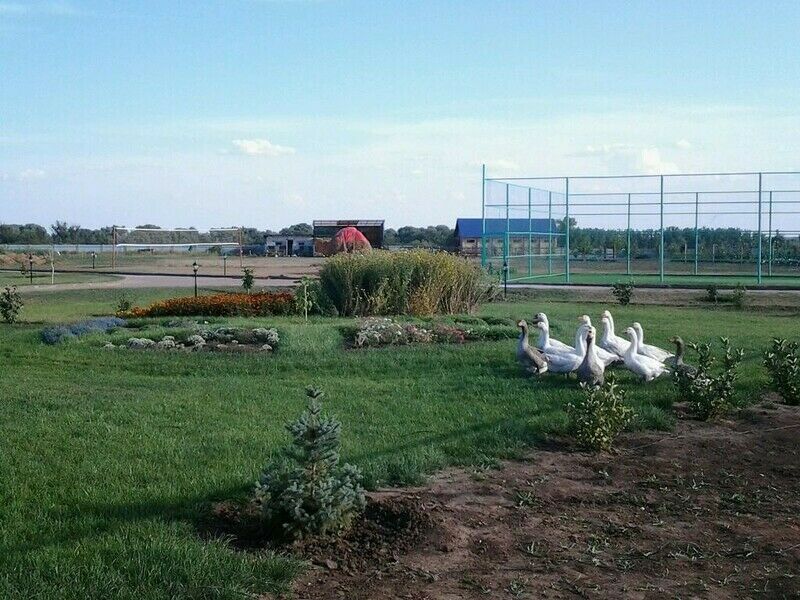 Каштан турбаза Энгельс. Саратовская область г. Энгельс турбаза каштан. База отдыха каштан Неклиновский район.