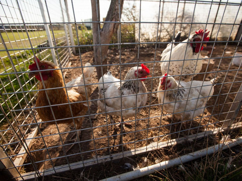 Курочки с петухом