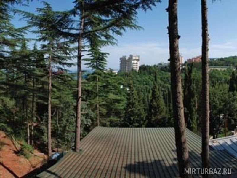 Вид из окна | Хвойный лес, Крым