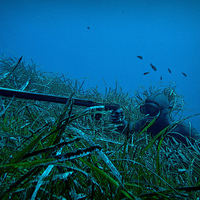 Подводная охота на турбазах Байкала