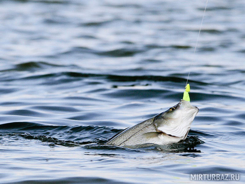 Морская рыбалка в калининграде на треску - Разбираем по шагам