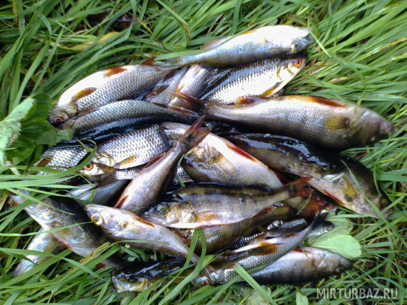Рыбалка в Олино озеро в Лихославле: особенности, условия, порядок покупки билетов
